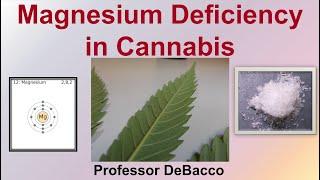 Magnesium Deficiency in Cannabis