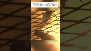Cockroaches are perfect biomachines. You didn't know about it