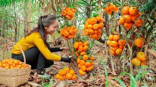 Harvest TANGERINES and bring them to the market sell, cooking | Emma Daily Life