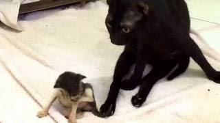 Tumbling kitten Rose with paralyzed foster mamma HOPE