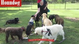 dog minding and doggy daycare