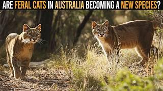 Are Feral Cats in Australia Becoming a New Wildcat Species?