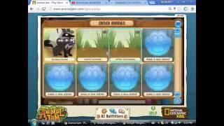 Animal jam Sindal2015