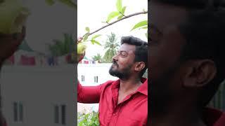 மாடித்தோட்டத்தில் காெய்யா அறுவடை || 100% Organic harvest || Guava love