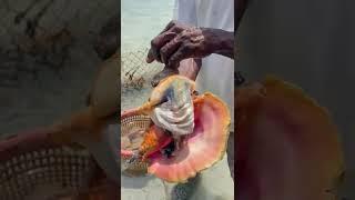 Conch Salad?  #shorts #reels #conch #bahamas #paradise