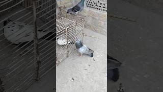 Khaira Kabotar Video #youtube #pigeon #kabutar #shorts #love #whatsapp #viral #newvideo