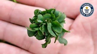 Most Leaves On A Clover - Guinness World Records