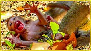 No...!! Monkey Anna Bl@cking Milk Her Newly Baby Making Baby C-rying L@udly Sh@king Body On Ground.