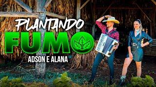 PLANTANDO FUMO - ADSON & ALANA ( clipe oficial 2025 ) lançamento agro