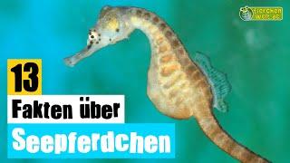 13 Steckbrief-Fakten über Seepferdchen - Doku-Wissen über Tiere - für Kinder