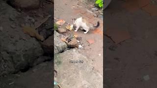 Street Cat  #shorts #kitten