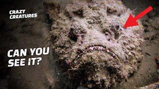 Stonefish Are Venomous Masters of Disguise