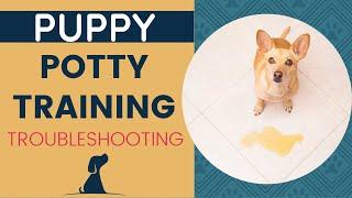 New Puppy Potty Training - Troubleshooting Housebreaking Dilemmas