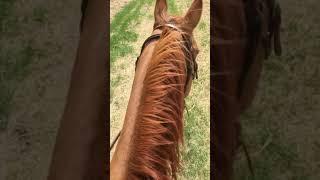 Creaky old saddle sounds