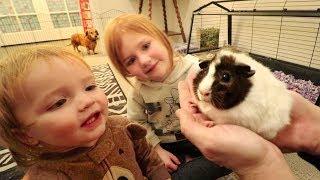 WE GOT ONE!!  Meet our new PET GUINEA PIG! First day home routine with Adley & Baby Niko! (Surprise)