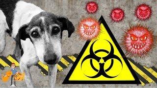 The Antibiotic Apocalypse (antibiotic resistance in pets)