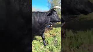 Видео от "Голока" Казань