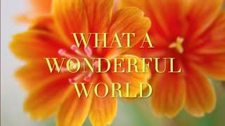 Louis Armstrong - What A Wonderful World (lyrics)