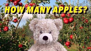 How many apples? | English for Kids