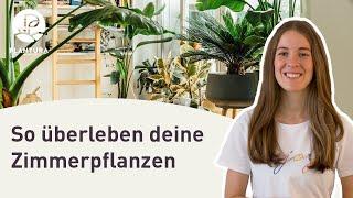 Zimmerpflanzen-Pflege für Anfänger (Anleitung)