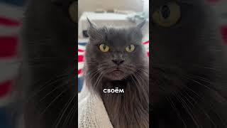 А вы спите со своим котом?