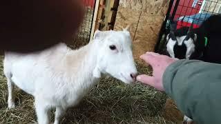 And the race is on! Little Goats having fun vlog 427