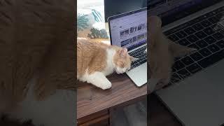 I can’t work, because I have a cat on my keyboard！