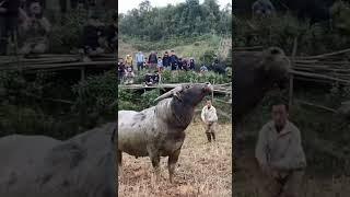 Adu Kerbau / Buffalo fight / tedong silaga / ควาย ຄວາຍ  भैंस की लड़ाई chọi trâu 水牛大战