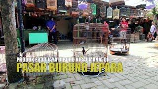 UPDATED HARGA PASAR BURUNG | Jalan-Jalan Ke Pasar Burung Jepara