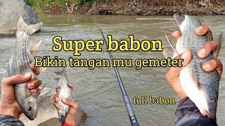 Mancing Nilem BabonUmpan Gacor Bikin Ikan Makan Terus