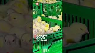 Сотрудник птицефабрики похитил 20 тысяч цыплят! #shorts #новости #беларусь #преступления #воровство