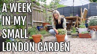 A WEEK IN MY SMALL LONDON GARDEN / COOKING AND PLANTING