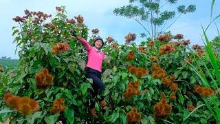 Harvesting Curry From Tall Trees Goes To Market Sell - Caring for the Potato Garden | Tieu Lien