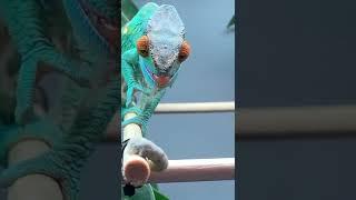 Beautiful Chameleon