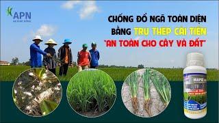 APN - CHỐNG ĐỔ NGÃ TOÀN DIỆN BẰNG TRỤ THÉP CẢI TIẾN - AN TOÀN CHO CÂY VÀ ĐẤT