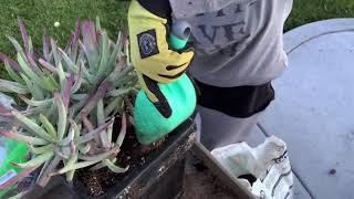 Pot with Me Home Depot Succulents / Potting Big Entry Succulent Arrangements