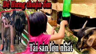 .MINH KHƯƠNG TV. NHẬN CUỘC GỌI 5 GIỜ SÁNG CỦA HƯNG THUẬN. CẦU CỨU GẤP ĐÀN DÊ NGHÌN ĐÔ.