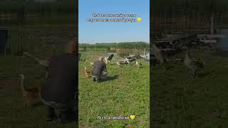 Завели гусей для красоты на берегу и успокоения нервов гусетерапией #жизньнаюге #домуреки  #duck