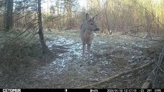 Wildkamera Aufnahmen im Wolfsrevier - Januar 2024