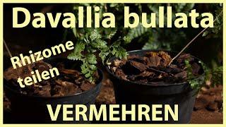 Hasenpfotenfarn TEILEN und VERMEHREN - Davallia bullata