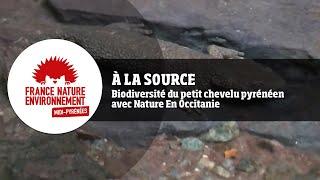 À la source - Biodiversité du petit chevelu pyrénéen avec Nature En Occitanie