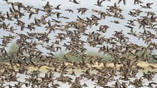 Birds of the Mississippi River Delta