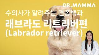 래브라도 리트리버편(Labrador retriever)수의사가 알려주는 래브라도 리트리버편 특징(외형), 성격, 주요질병, 관리방법, 주의사항에 대한 모든 것