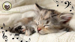 Calming Music for Cats (with cat purring sounds) - Deep Relaxation & Anxiety Relief 24/7