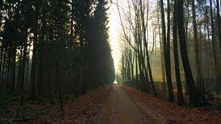 Im Wald - 14 Minuten - ein wunderschöner Spaziergang und Autogenes Training