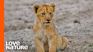 Lost Lion Cub “Spotty” Is on His Own | Part 1