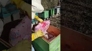 Пчеловодный сезон 2025 стартовал!