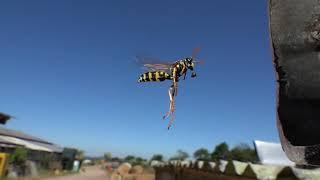 Paper wasps in flight. Feldwespen im Flug