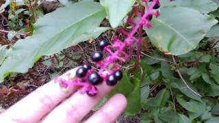 Capital Naturalist: Pokeweed