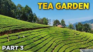 Amazing Tea Garden  | Ooty Tourist Places | Part - 3
